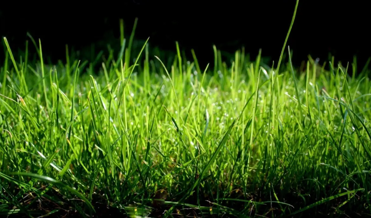 Photo of grass
