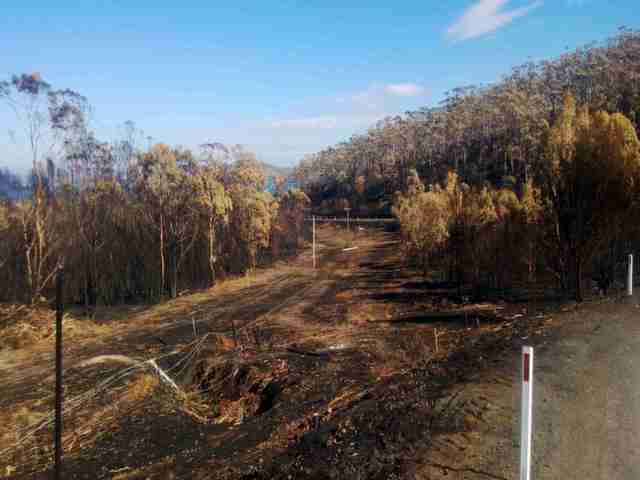 Clean up after bushfires