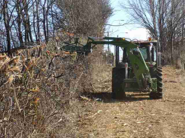 Cutting trees into hedges