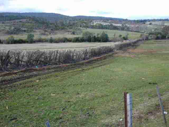 Cutting trees into hedges