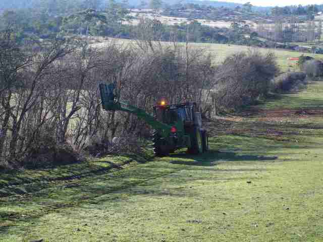 Cutting trees into hedges