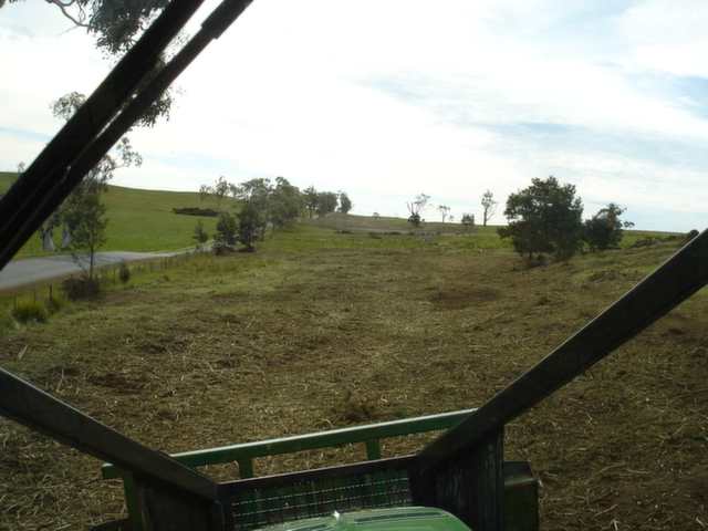 Photo of gorse after