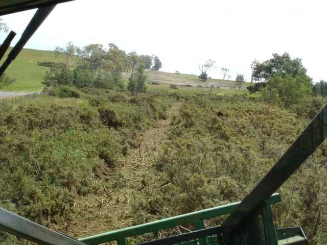 Photo of gorse before