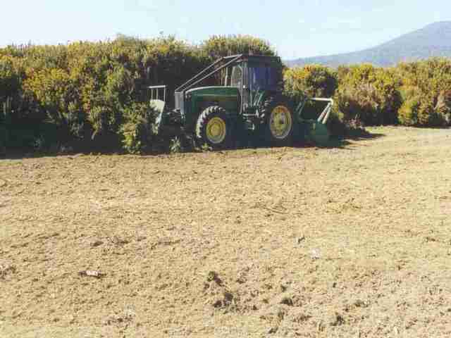 Gorse mulching after