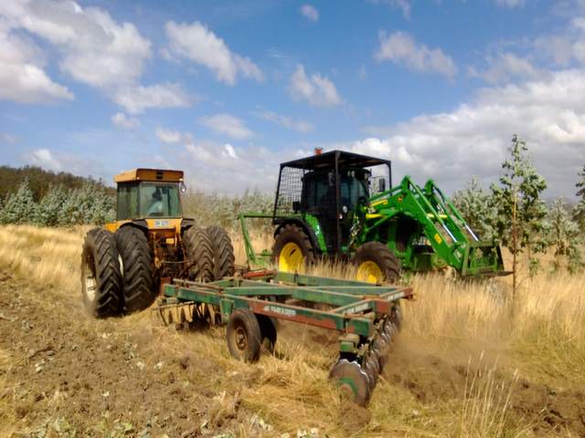 Plantation mulching then discing