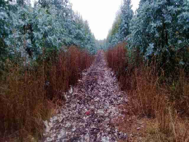 Plantation trees in one pass