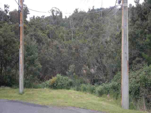 Photo of steep hill before clearing