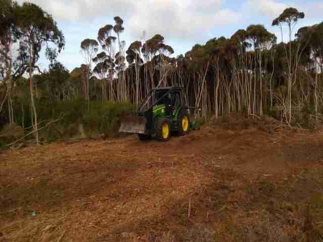 Photo of tea tree mulching