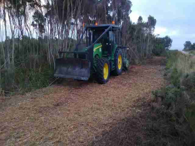Photo of tea tree mulching