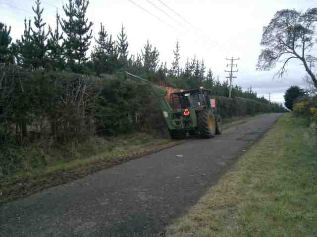 Photo of tree trimming